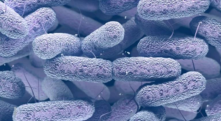 صورة مجهرية للبكتيريا المكتشفة على محطة الفضاء الد