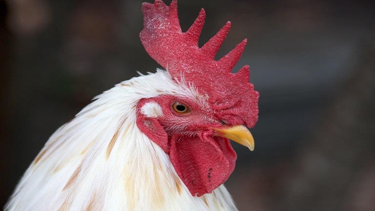 دراسة تكشف أن وجه الدجاجة يحمر عند الاستثارة
