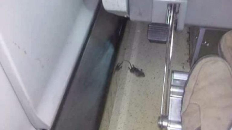 فئران في قطارات vip