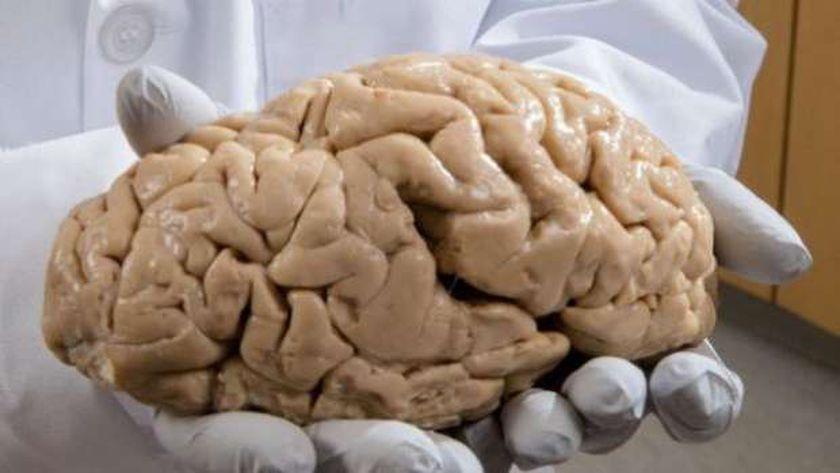  المخ البشري