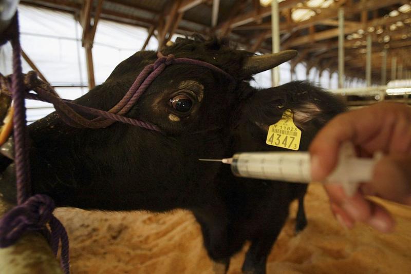 إنفلونزا الطيور تصيب الأبقار وتحذيرات من "عواقب وخ