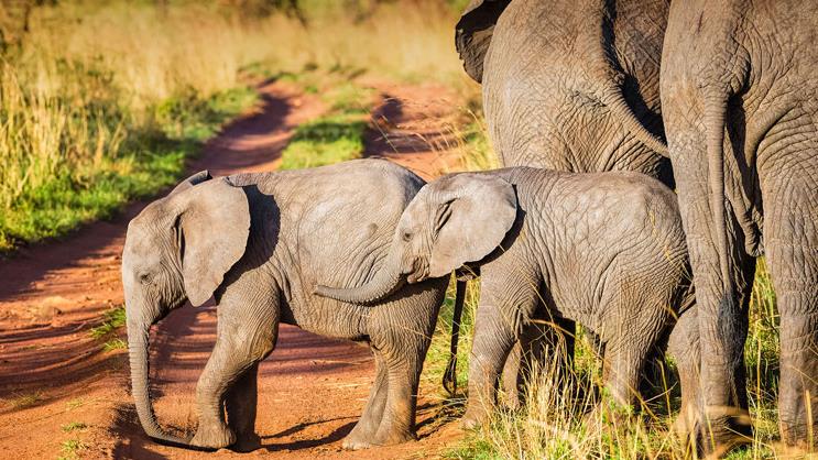 الفيلة الأفريقية تنادي بعضها بالأسماء