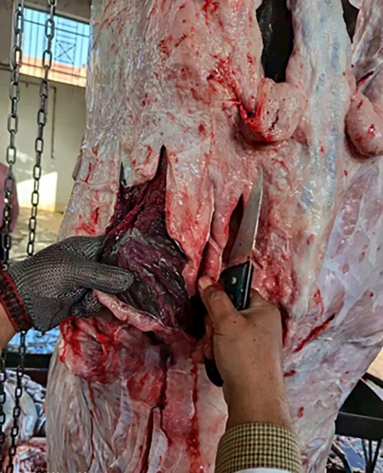 لحوم فاسدة بالمنيا