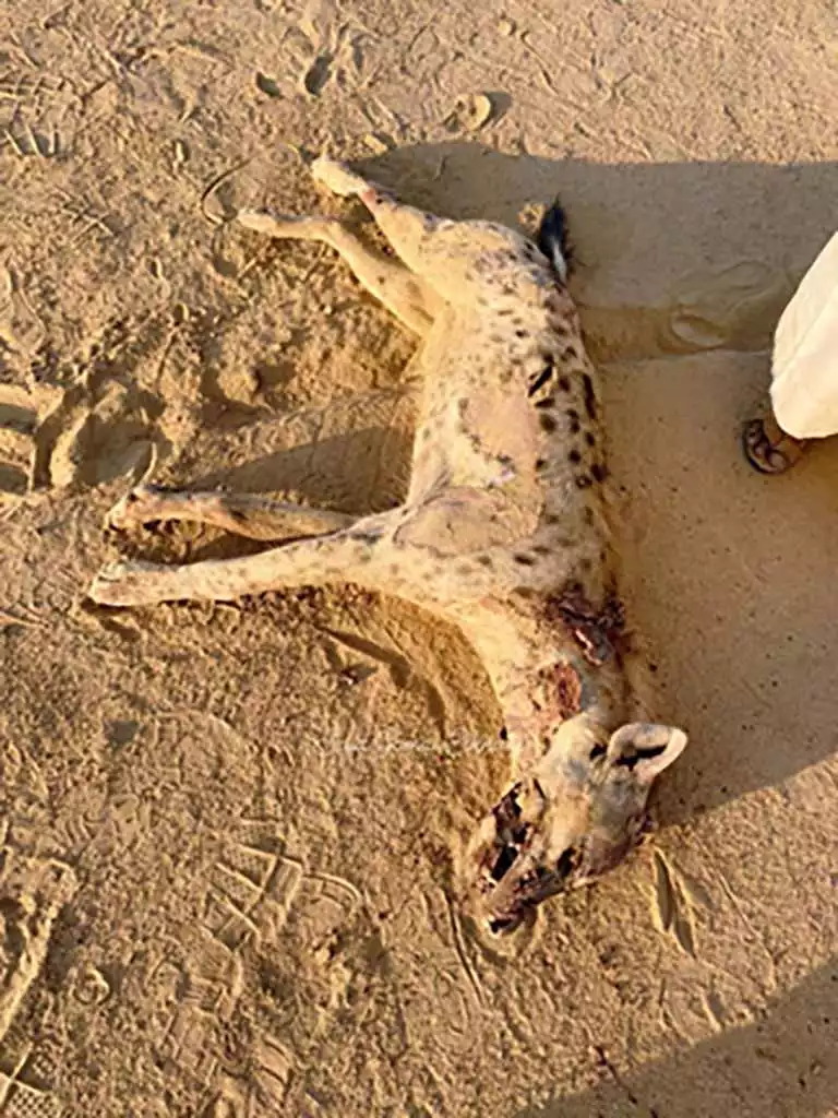 الضبع المرقط (1)