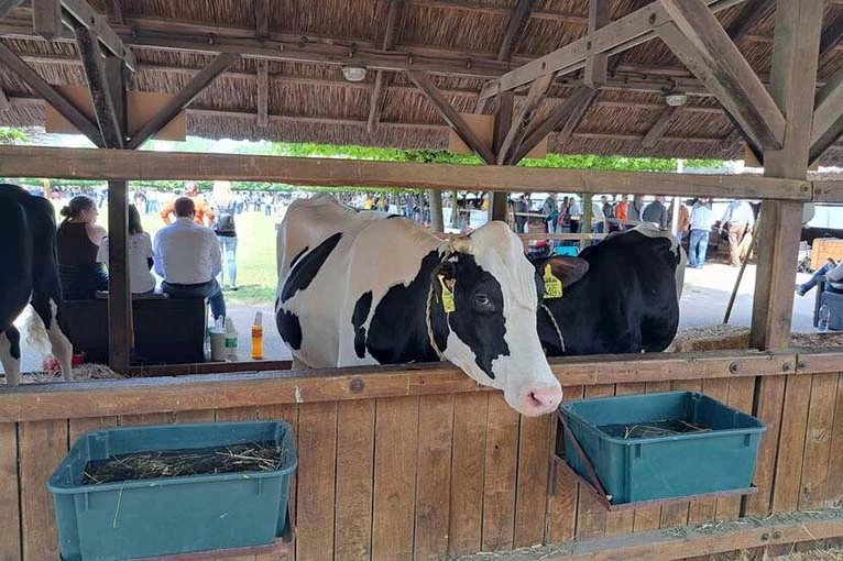 صورة 2 المجر