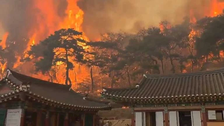 حرائق غابات في كوريا الجنوبية