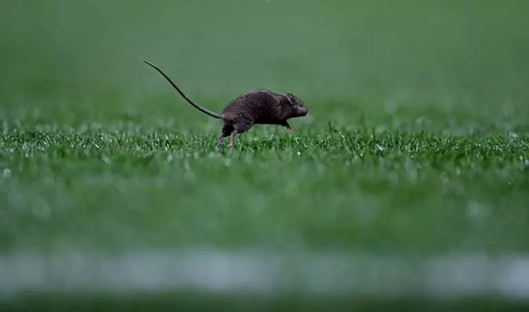 العثور على فضلات الفئران في مانشستر يونايتد