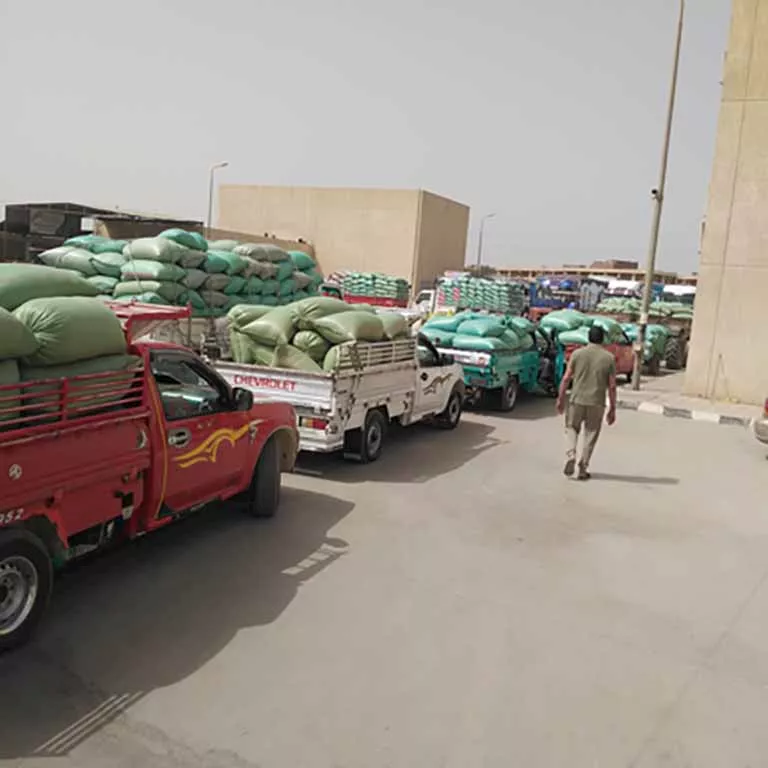 توريد 435 ألف طن قمح للصوامع حتى الآن (2)