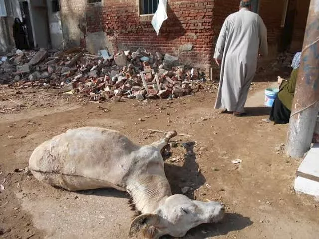 الحمار الذى انقذ صاحبه بالفيوم