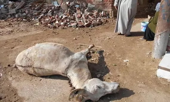 الحمار الذى انقذ صاحبه بالفيوم