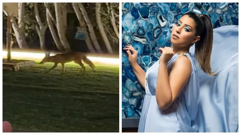 أيتن عامر تستغيث من ثعلب