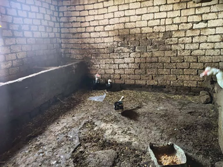 ارتفاع إجمالي حوادث لدغات الثعابين بالشرقية..والصحة تجيب