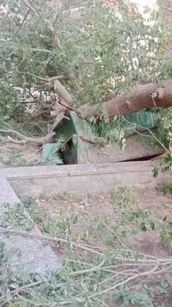 سقوط شجرة على طفل بالمنوفية