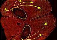 خلال عملية استرجاع الذاكرة تتصل خلايا قشرة الدماغ 