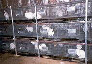 بطارية أرانب