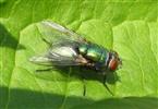 pictures_2009-1_2_696188541