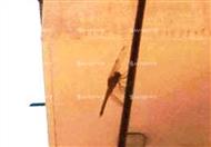 حشرة تغزو الإسكندرية