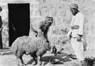 علي جمعة: الأضحية سنة وعبادة لله وليست لهوا