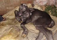 جاموس تضع مولودا برأسين