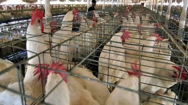 منتجي الدواجن                                     