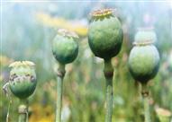 نبات الخشخاش