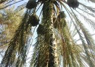 جانب من الحريق  - ارشيفية