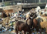 أضاحي القمامة