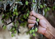 موسم الزيتون