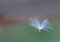 \تعرّف على البذور الرقيقة البيضاء المتطايرة في اله