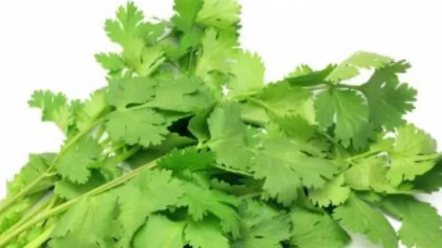 الكزبرة الخضراء 