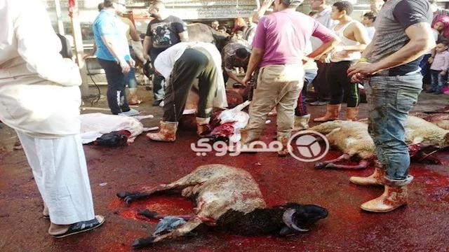 تحذير مهم لماسحي وجوههم وأيديهم بدماء الأضاحي