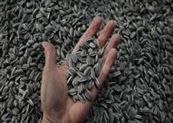 صغيرة لكن فوائدها كبيرة.. 6 بذور لا غنى لأجسامنا ع