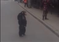 قرد يهرب من السيرك