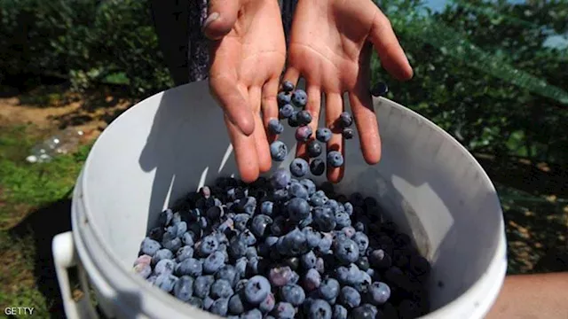 التوت الأزرق.. كنز طبيعي قد يبطئ الشيخوخة
