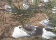 زراعة 31 ألف فدان بـ 2 مليون نخلة -أرشيفية