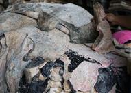 جلود الأضاحي