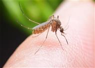 لدغة البعوضة قد تقتلك.. إليك السبب وطرق الوقاية