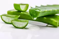 نبات الألوفيرا