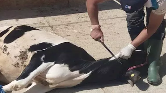 ذبح الأضحية