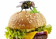 ما الذي يقذفه الذباب عندما يقف على الطعام