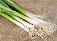 البصل الأخضر