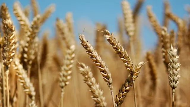 أسعار القمح