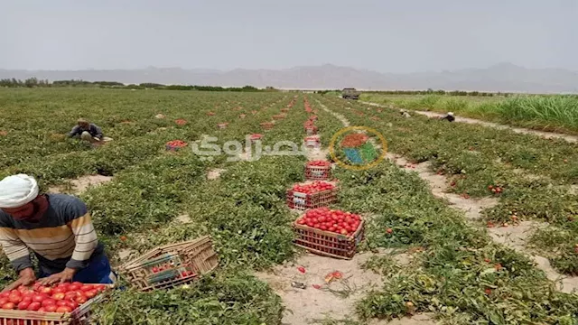 محصول الطماطم 