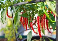 الفلفل الحار