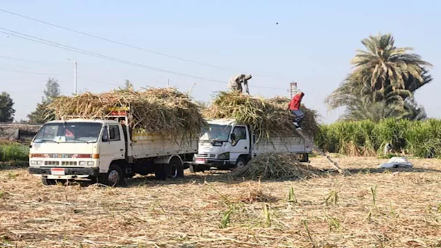 محصول قصب السكر