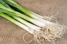 البصل الأخضر.. كنز صحي قد يغير حياتك