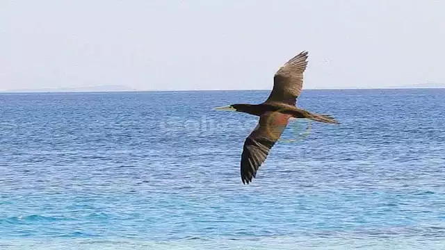 طائر الاطيش المهاجر