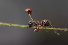 لماذا يظهر النمل الكبير في منزلك؟.. الأسباب وطرق ا