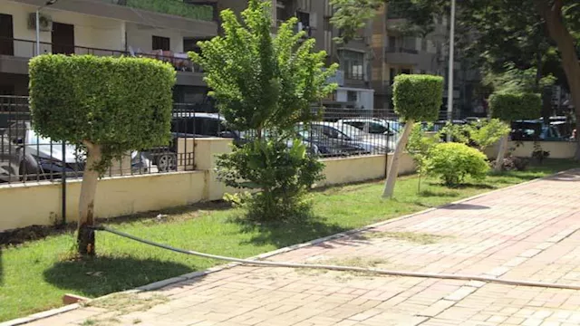 زراعة أشجار ارشيفية