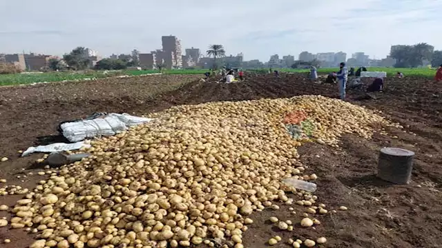 حصاد البطاطس 